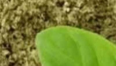 Oregano: The Small Plant with Big Health Benefits