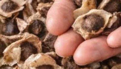 Moringa Seeds: The Natural Secret Your Body Has Been Waiting For