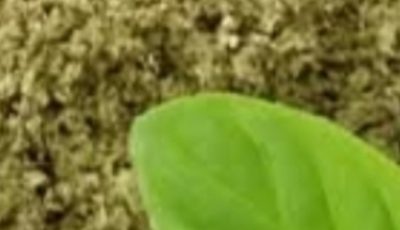Oregano: The Small Plant with Big Health Benefits