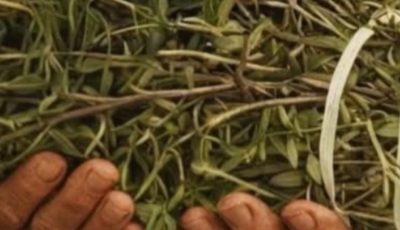 The Most Powerful Medicinal Plant Many People Still Ignore