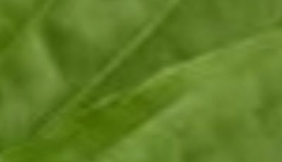 THIS PLANT CURES EVERYTHING from head to toe