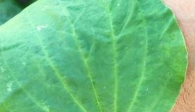 Discover the Healing Power of Plantain