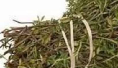 The Most Potent Herb That Destroys Parasites, Urinary Tract