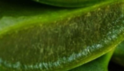 Hair Grows Like Crazy and Stops Falling Out: The Magic of Aloe Vera for Hair