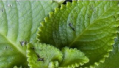 Oregano: Nature’s Small but Mighty Healer