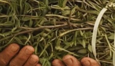 The Most Powerful Medicinal Plant Many People Still Ignore