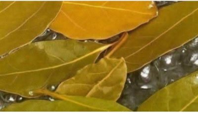 Banish Flies, Mosquitoes, and Cockroaches with These Simple Natural Remedies