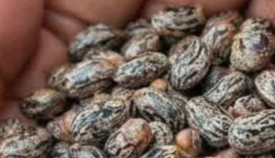 Castor Oil After 50: Here is What Happen