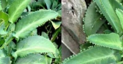 kalanchoe is a medicinal plant