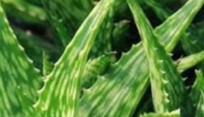 Barbara O’Neill’s Natural Wisdom for Cancer Support: A Holistic Path to Healing