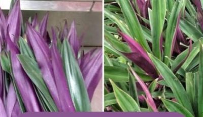 Purple Heart Plant Tea: A Simple Herbal Wellness Drink