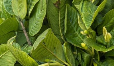 Guava Leaf Morning Tea for Blood Sugar Support 🌿