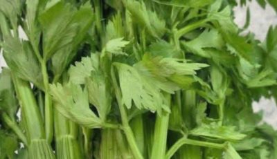 Celery Detox Juice