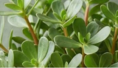 Verdolaga (Purslane): Benefits, Properties, and How to Eat This Powerful Plant