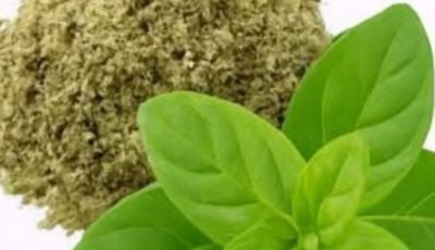 Oregano: The Small Plant with Big Health Benefits