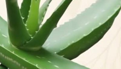 16 Health Problems That Aloe Vera Could Help Combat
