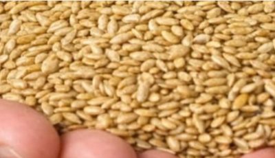 Alpiste: The Miracle Seed of Nature (Benefits, Uses, and How to Consume It)