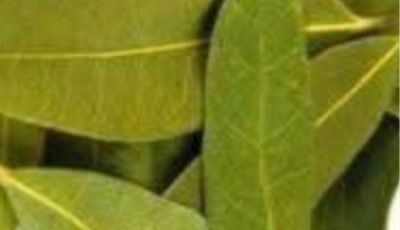 Exploring the Benefits of Bay Leaves for Skin: Natural Anti-Aging Properties