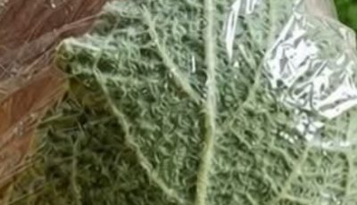Mullein: Exploring the Benefits of Leaves, Flowers, and Roots